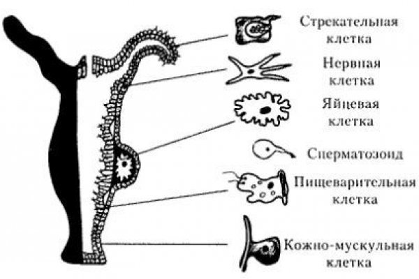 Блэкспрут зеркало кракен