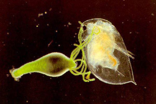 Кракен шоп что это